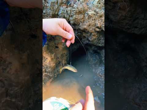 En busca de los cocodrilos babys #pesca #montajedemoscas #fishing #pescaconmosca #fish #pescamosca