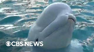 YouTube video thumbnail: Inside the Transfer of Beluga Whales From a Closed Canadian Theme Park to U.S. Aquariums