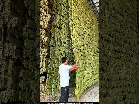 पके अंगूर से किसमिस इन घरों में बनाई जाती है 🤯l #grape #raisins