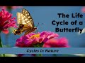 Butterfly Life Cycle and Ecology