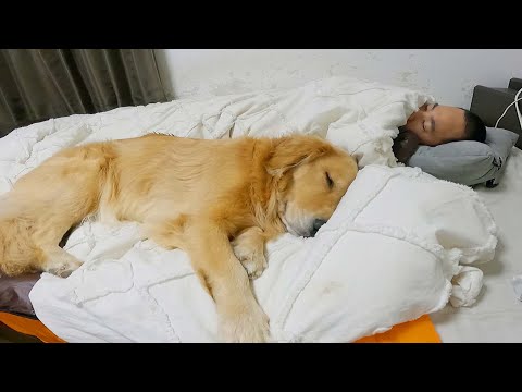 雪遊びに疲れて帰宅後10分で爆睡する愛犬と旦那ww