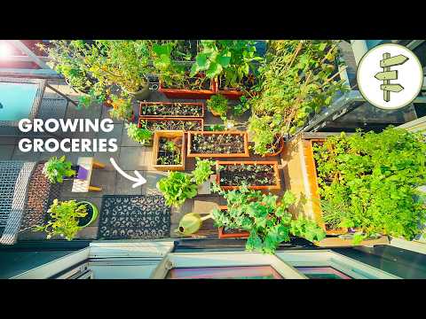 Tiny Space, Big Harvest – How to Grow Food in a Small Garden