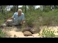 Gopher Tortoise Ecosystem and Behavior