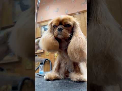 More of sweet Ms. Pepper but with perfectly shaped tootsies this time✨