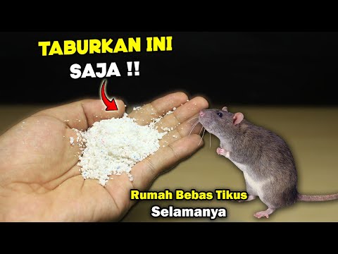 Ternyata cukup pake SERBUK ini TIKUS pergi selamanya‼️