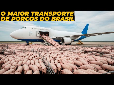 TRANSPORTANDO MILHARES DE SUÍNOS POR AVIÃO - Incrível!