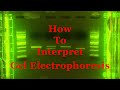 Gel Electrophoresis Concepts and Applications