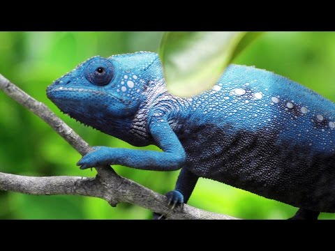 Chameleon Changing Color - YouTube(3分01秒)