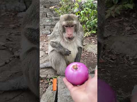 Monkey is too picky