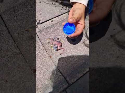 kuş yavrusu ölmüş mü baba?? #keşfet #shortvideo