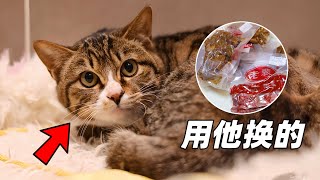 用撿來的小浪貓換了一箱鹵鴨頭，味道好極了｜李喜貓