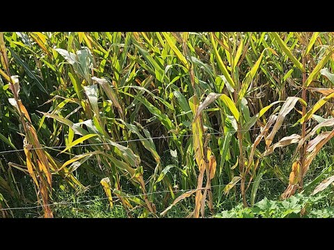 Silage Packing Machine Live