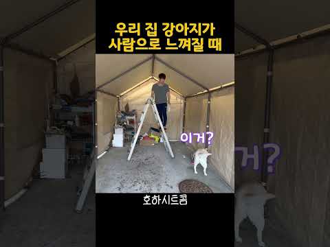 내려가기 귀찮아서 리트리버한테 심부름을 시켰는데… 진짜 해버림 ㅋㅋㅋ
