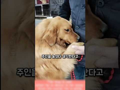 "이젠 절대 놓치지 않을게요..." 다시 만난 주인 앞에서 아이처럼 울어버린 강아지