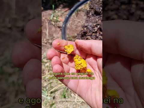 De resgate para lâmina de cera #apicultura #meliponicultura #resgatedeenxame #ceradeabelha #bee