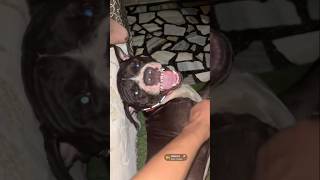 Dog lover