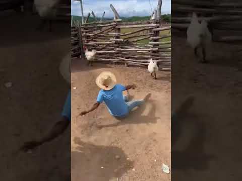 agarrate este Burro no relaja😂 #funny #humor #comedy