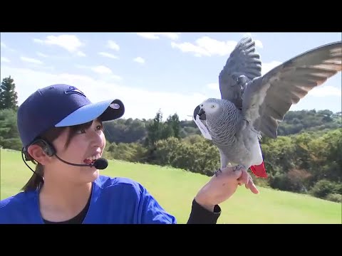 ヨウム「オリビア」 大リーグのワールドシリーズ占う 那須どうぶつ王国