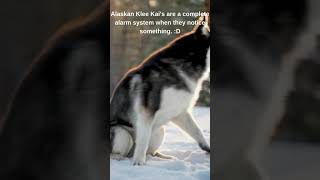Alaskan Klee Kai's are a complete alarm system when they notice something :D #alaskankleekai #aidog