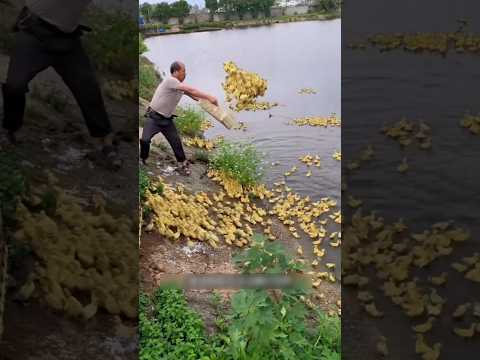 Duck Farming Fact: Ye Le Nunnu Munnu! 🦆😂