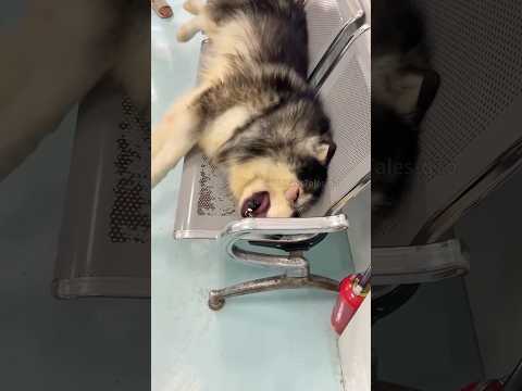 The crybaby Alaskan malamute 🥲#shortvideo #dog #pets #cute
