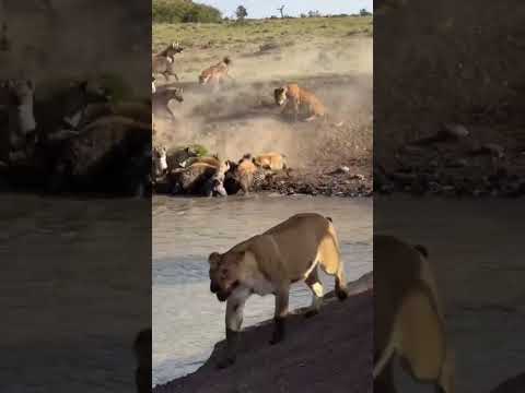 Jauría de hienas roban el banquete de manada de leones! #wildlife #shorts #trending #youtube #yt