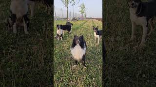 conto alla rovescia 😂 #bordercollie #addestramentocani #malinois  #shetlandsheepdog