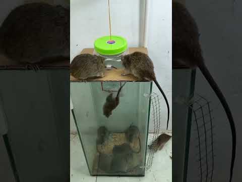 caer en la trampa/Consejos para atrapar ratones con tarros de plástico y cajas de cristal #rat #pets