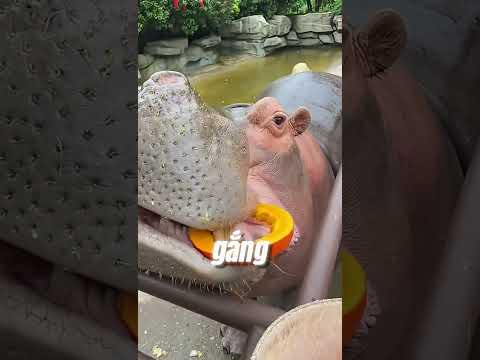 ĐỪNG TRÊU ĐÙA VỚI HÀ MÃ...