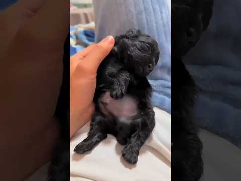 Man becomes good caretaker of small dog ๐โค๏ธ