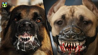 Las 10 Razas de Perros mas PELIGROSAS que Existen
