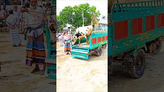 cow unloading moment #cowvideos #cowunloading #youtubeshorts #shortsvideo #shorts