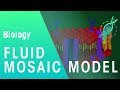 Understanding the Cell Membrane
