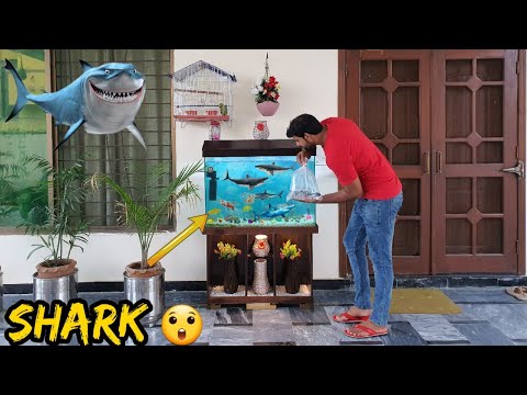 Aquarium Mey Shark Ah Gai 😲 Baki Fishes Ka Kia Ho Ga 🤔