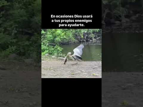 #youtubeshorts #youtube #shortsvideo #shortvideo #viral #video #shorts #short #motivation #reels