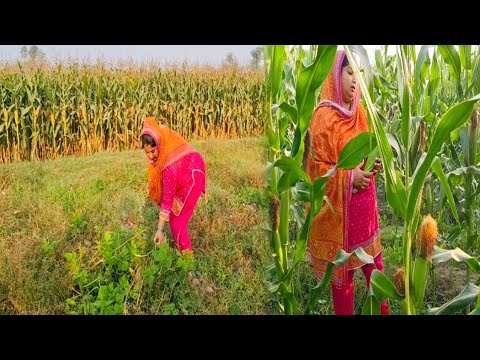 Aj Tu ma chori krty pakri gi |village ke Rang|village Funny video|village traditional food