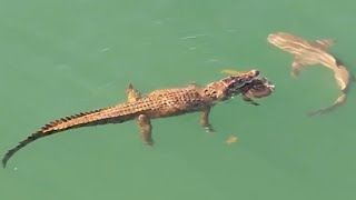 Shark Tries to Steal Turtle from Crocodile’s Jaws