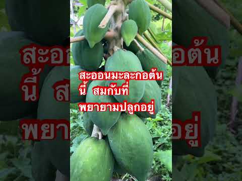 สะออนมะละกอต้นนี้สมกับที่พยายามปลูกอยู่ #มะละกอ #papaya #garden #gardening #สวน #สวนหลังบ้าน #farm