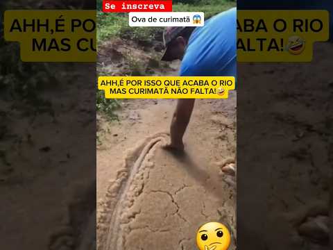 #shorts #reels #fish #viral #ovadepeixe #curimba #cumatã #pescador #pesca #instagram #pescaria #mg