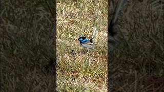 Beautiful Blue Wrens in the Tarkine 💙🐦