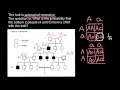 Genetics Probability and Disorders