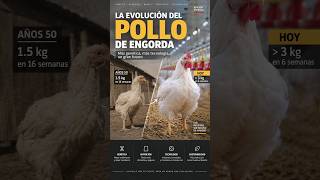 Genética, nutrición y tecnología transformaron al pollo de engorda.
