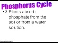 Nutrient Cycling and Ecosystem Processes