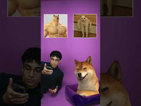 DogBerg vs. Gato, quem vence?