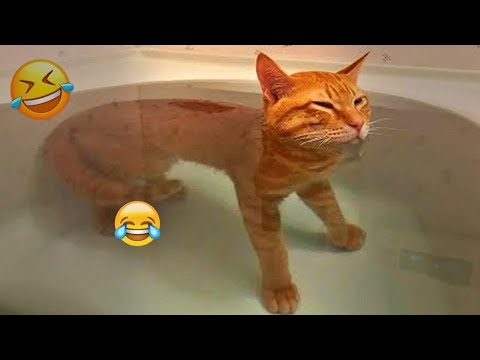 You Laugh You Lose 😝Funniest cat and dog will make you laugh uncontrollably 🐶😽