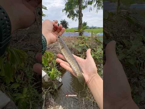Mancing ikan predator penghuni makam keramat😱