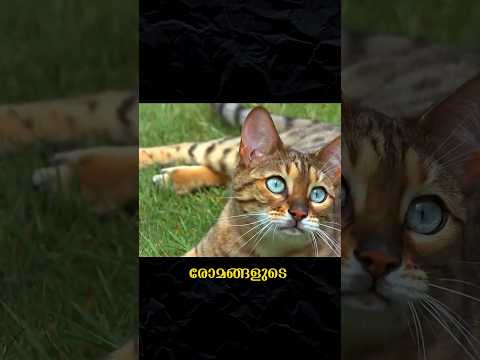 Why do snakes always lose when cats fight?