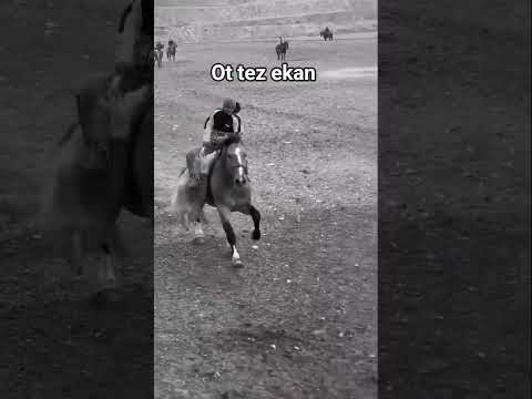 Mana marrani yakka chiroylisi #horse#