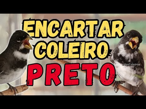 DÁ PRA ENCARTAR COLEIRO ADULTO? ENSINAR TUI TUI SEGREDO REVELADO