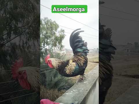 Eagle Morga ???. #shorts #aseelmurga #pets #birds #eagles
